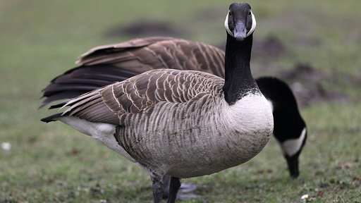 Kanadagänse auf einer Wiese in Köln