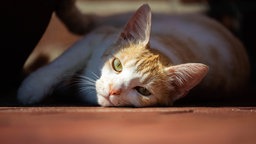 Katze liegt im Schatten 