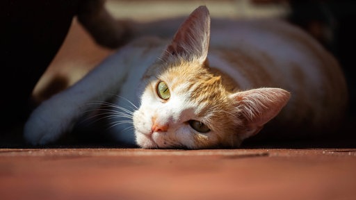 Katze liegt im Schatten 