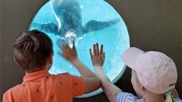 Zwei Kinder beobachten durch ein Fenster einen Humboldt-Pinguin