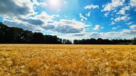 Kornfeld in Gütersloh-Spexard
