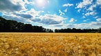 Kornfeld in Gütersloh-Spexard