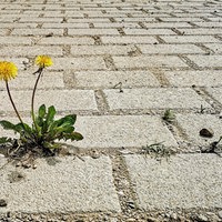 einzelner blühender Löwenzahn (Taraxacum officinale) auf versiegelter Fläche mit Pflastersteinen und Beton, Hessen, Deutschland