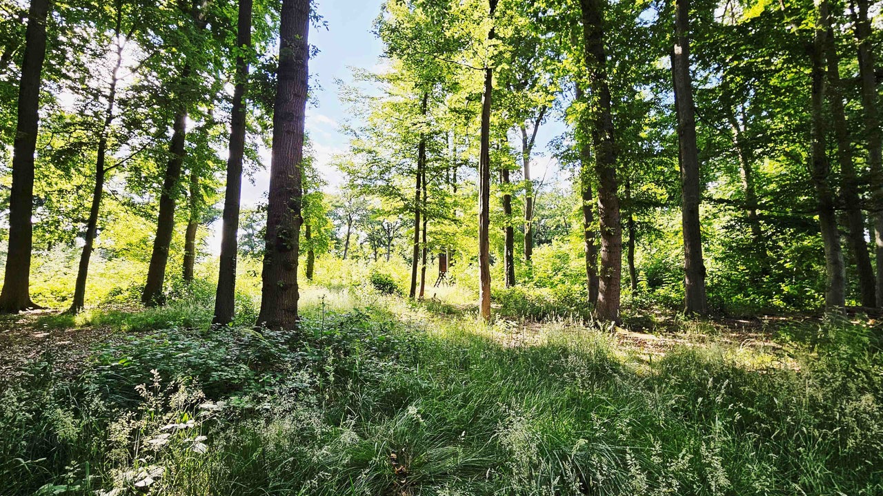 Lichtung in Gütersloh-Spexard