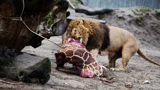 08.02.2014, Dänemark, Kopenhagen: Ein Löwe frisst am 9. Februar 2014 im Kopenhagener Zoo die Überreste der zweijährigen Giraffe Marius