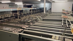 Die Maschine sortiert die Eier nach Güte und Gewicht