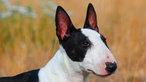 Miniature Bullterrier