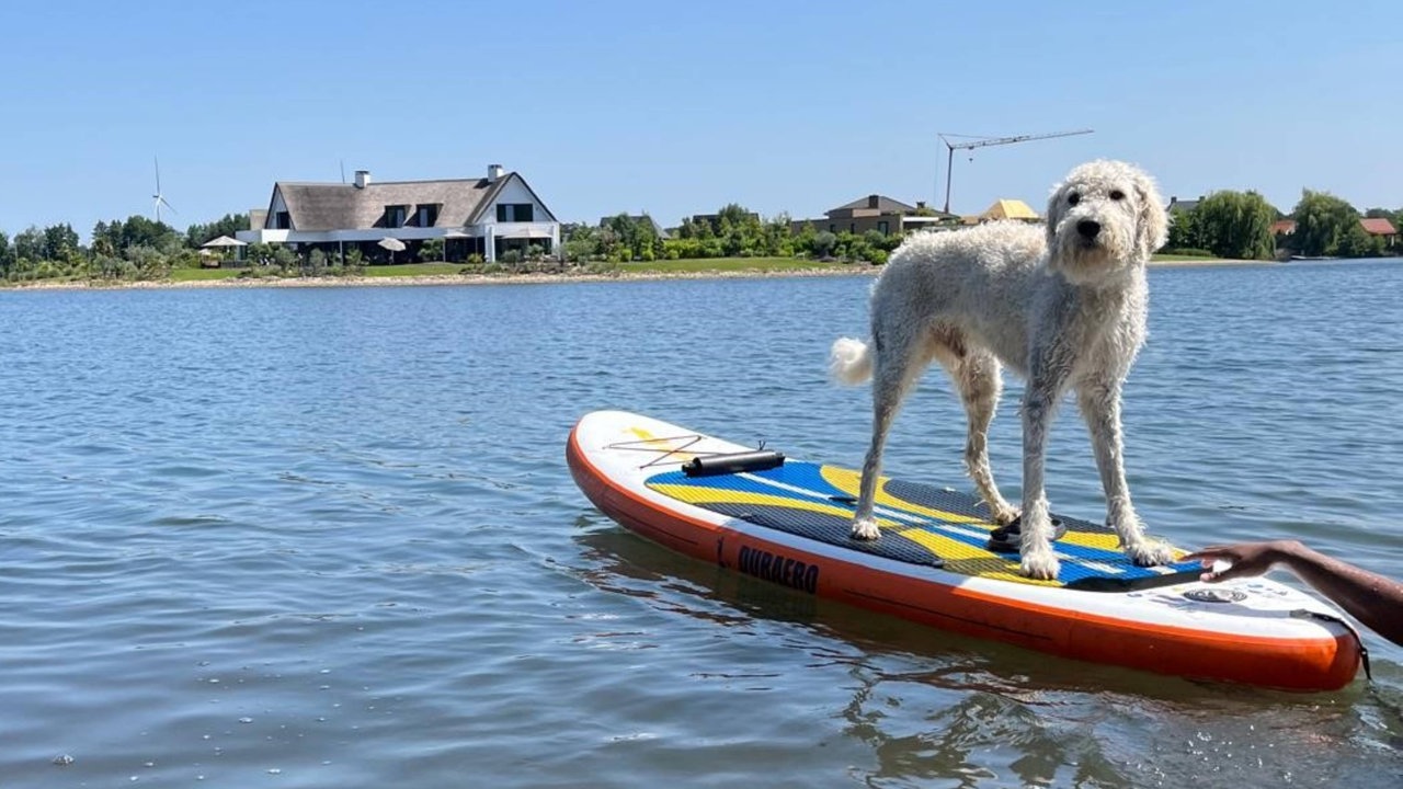 Ein Hund auf einem Surfbrett in Arcen bei Walbeck