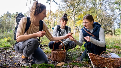 Junge Frauen sammeln Pilze in einem Wald bei Münster.