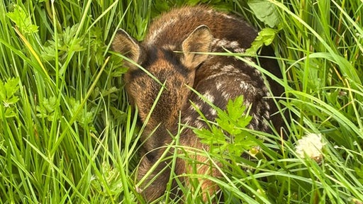 Ein Rehkitz liegt versteckt in der Wiese 