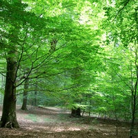 Reichswald Kleve