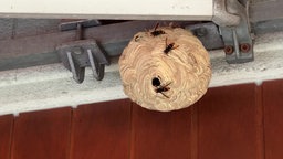 Ein Nest der Asiatischen Hornisse 