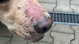 Auf dem Foto ist eine Hundeschnauze, auf der an manchen Stellen Fell fehlt. Außerdem steht ein Tropfen Blut auf der Schnauze.