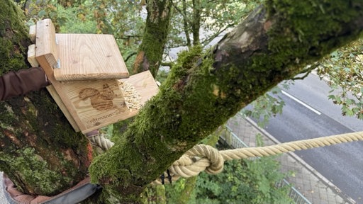 Die Futterstation auf einem Baumstamm.
