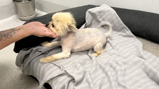 Der gefundene Pomeranian auf einem Hundebett