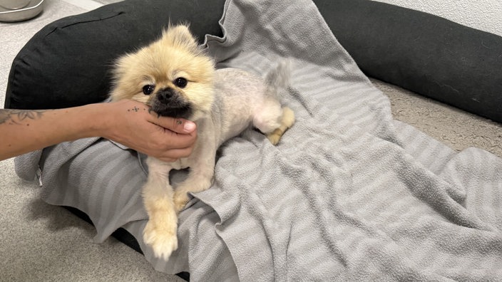 Der gefundene Zwergspitz auf einem Hundebett