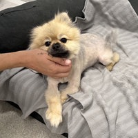 Der gefundene Zwergspitz auf einem Hundebett