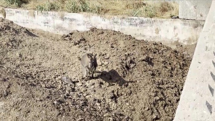Das entlaufene Wallaby-Känguru in einem Schotterhaufen.