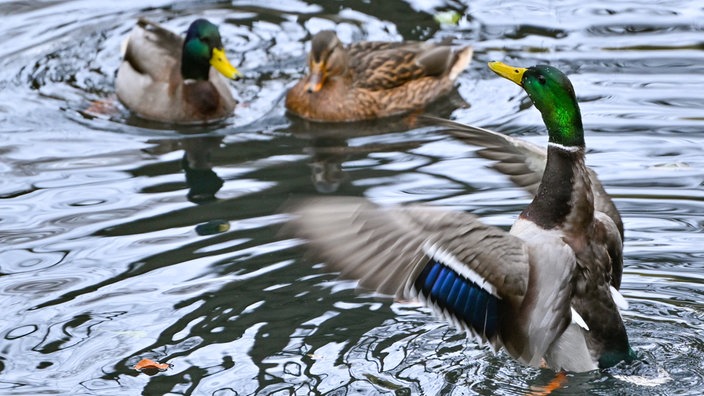 Drei Enten im Wasser.