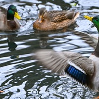 Drei Enten im Wasser.