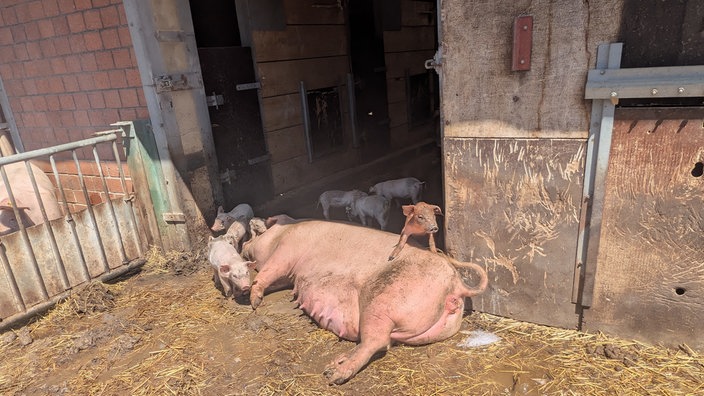 Schweine Mutter mit ihren ferkeln 