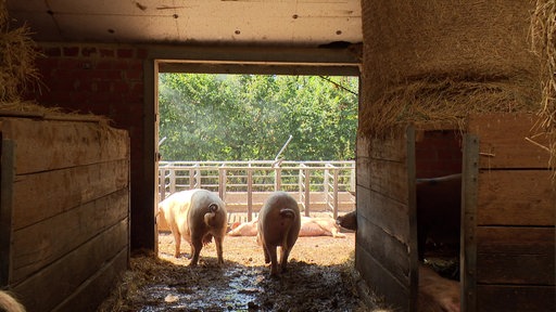 Blick vom Schweinestall nach draussen. Draußen zwei Schweine.