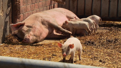 Blick vom Schweinestall nach draussen. Draußen liegt ein Schwein, davor stehen mehrere Ferkel, eins blickt Richtung Kamera.