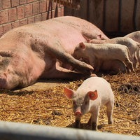 Blick vom Schweinestall nach draussen. Draußen liegt ein Schwein, davor stehen mehrere Ferkel, eins blickt Richtung Kamera.