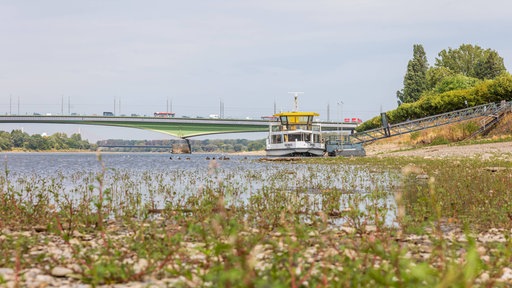 Der Rhein führt inzwischen langsam wieder mehr Wasser und bedeckt Teile der zuvor trockengefallenen Flächen. Auf dem freiliegenden Kies haben sich erste Pflanzen ausgebreitet.