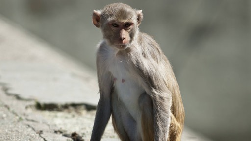 Portrait Rhesusaffe (Macaca mulatta)