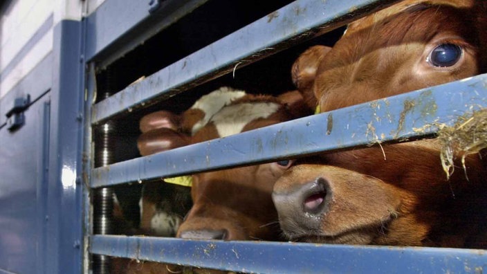 Rinder auf einem Tiertransport