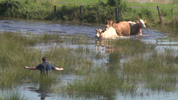 Drei Rinder stehen bis zum Bauch in Wasser, ein Mann versucht, sie in Sicherheit zu bringen.