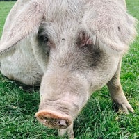 Schwein (Symbolbild)