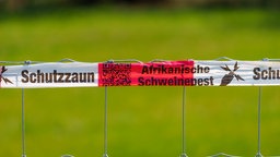 Zaun gegen die Afrikanische Schweinepest