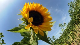 Eine Sonnenblume steht bei strahlener Sonne auf einem Feld 