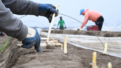 Arbeiter stechen zu Beginn der Spargelsaison die ersten Spargel auf einem Spargelfeld