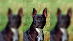 Staffordshire Bullterrier