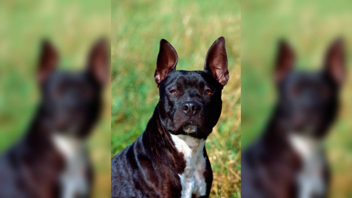 Staffordshire Bullterrier