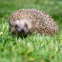 Ein Igel im Gras