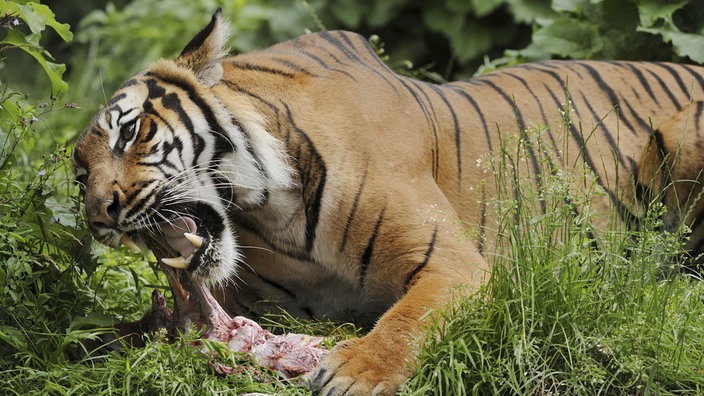 Sumatra-Tiger beim Fressen