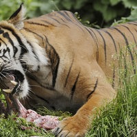 Sumatra-Tiger beim Fressen