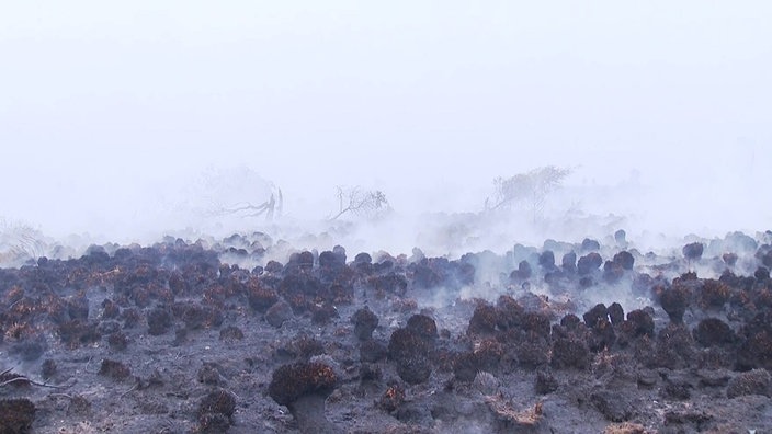 Schwarzes verbranntes Moor