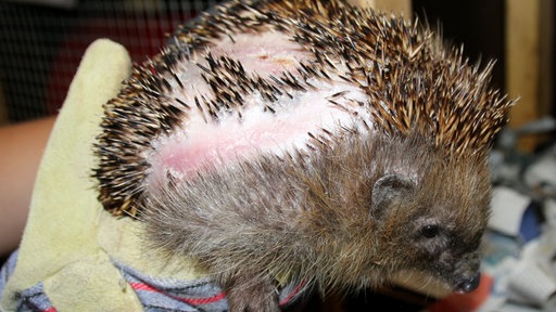 Ein verletzter Igel