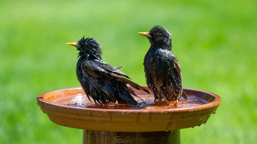 Stare stehen im flachen Wasser einer Vogeltränke