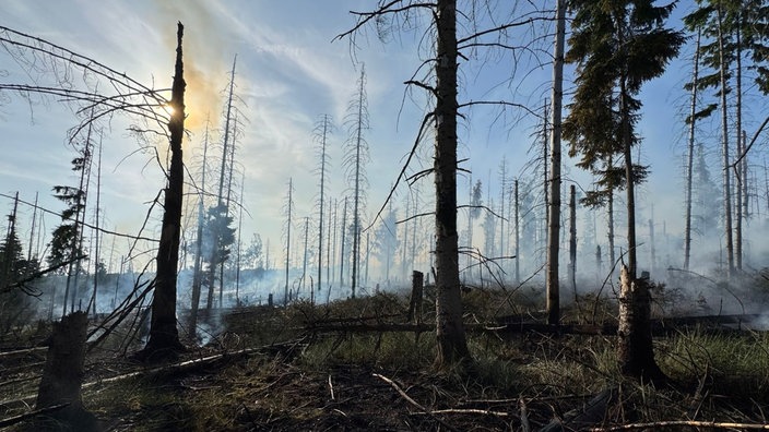 Bäume kurz nach einem Waldbrand