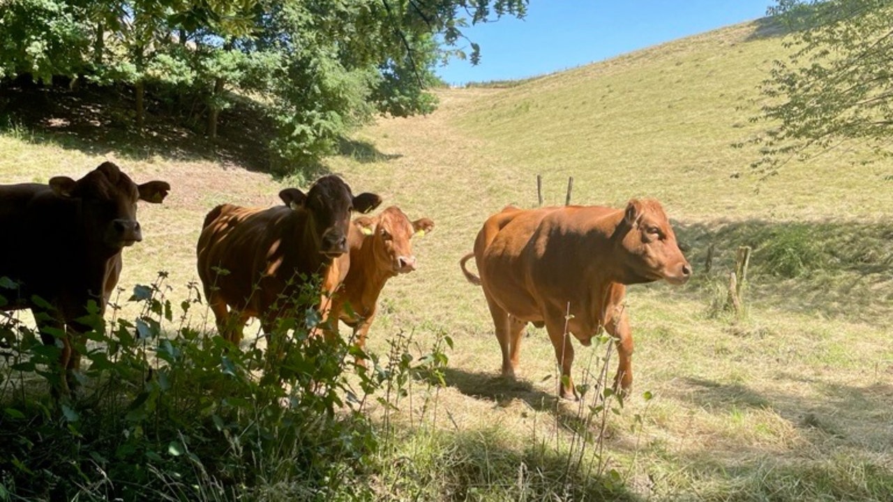 "Allgäu" in NRW am Wanderweg Maria im Tal bei Erkrath