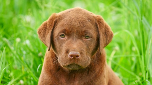 Labrador Retriever Welpe auf einer Wiese
