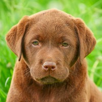 Labrador Retriever Welpe auf einer Wiese