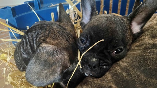 Kleine französische Bulldoggen-Welpen