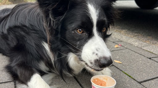 Rüde Askan isst aus einem Eisbecher